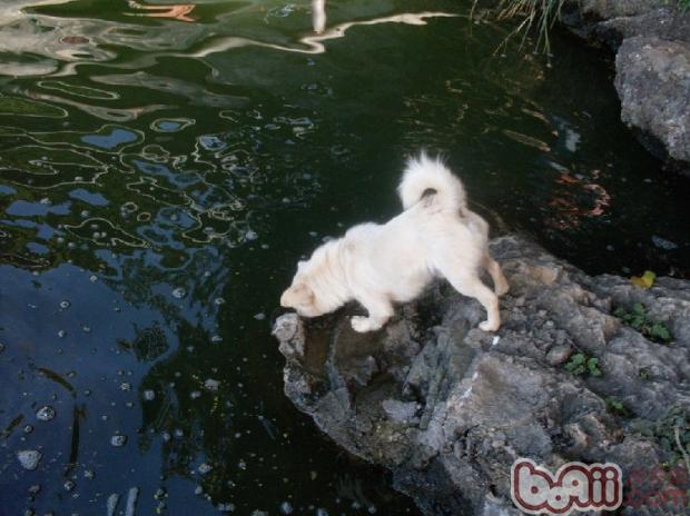 狗狗