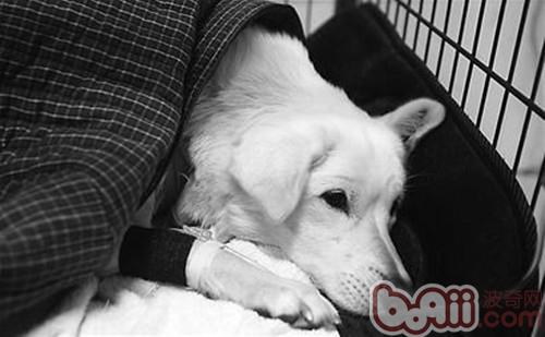 狗狗