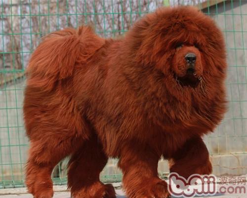 藏獒