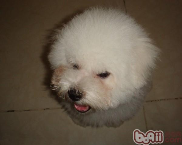 狗狗