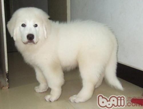 大白熊犬