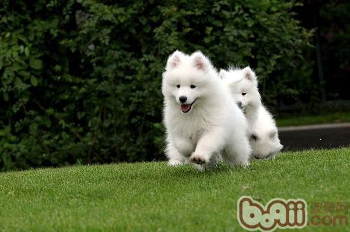 愛斯基摩犬