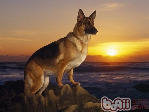 德國牧羊犬