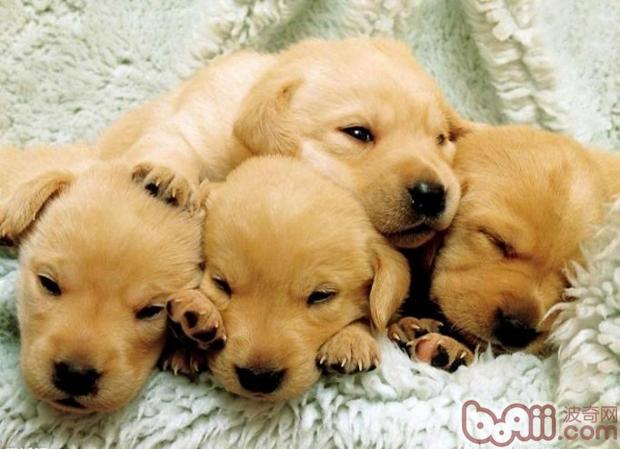 金毛幼犬