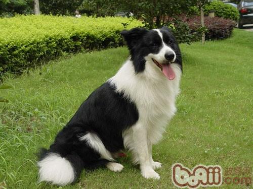 邊境牧羊犬