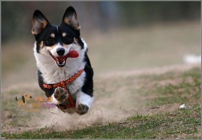 柯基犬