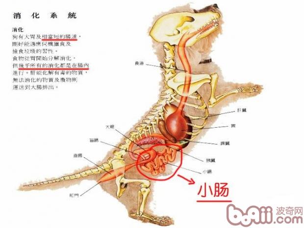 狗狗