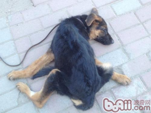 德國牧羊犬