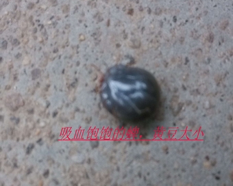 蜱蟲