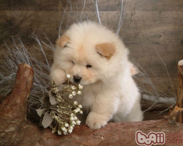 松獅犬