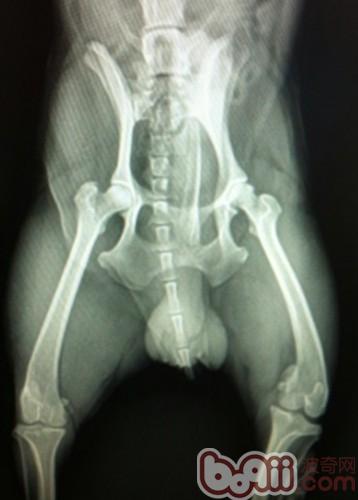 6歲田園犬的髋關節，擺位稍有不正，基本在關節窩內