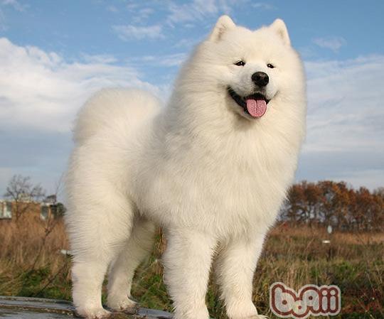 薩摩耶犬