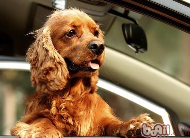 可卡犬