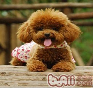 泰迪犬