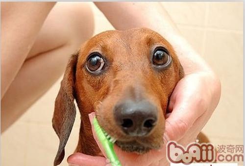 臘腸犬