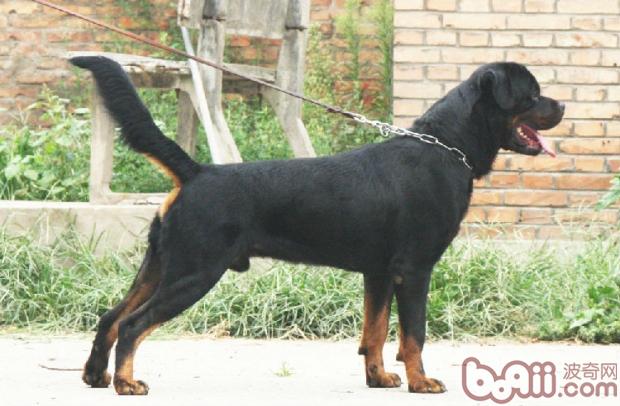 羅威納犬