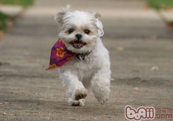 西施犬