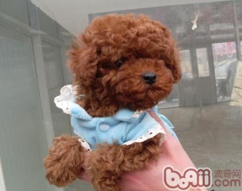泰迪犬