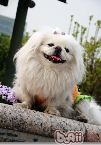 京巴犬