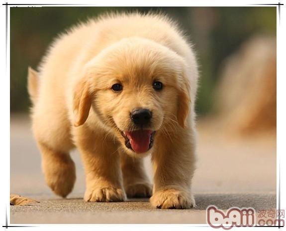 金毛幼犬