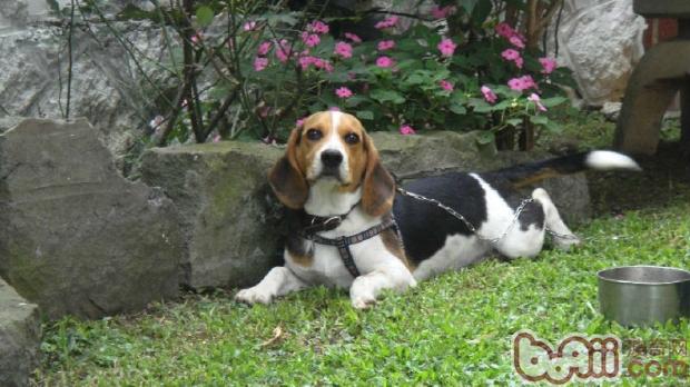 米格魯犬