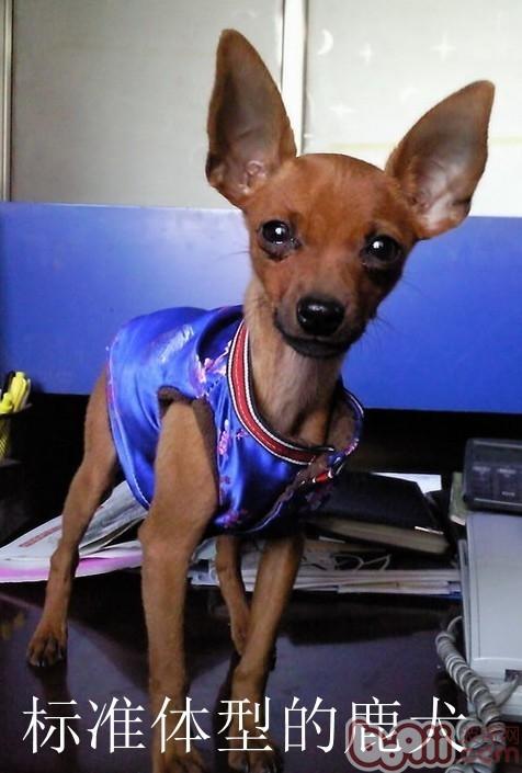 標准體型的小鹿犬