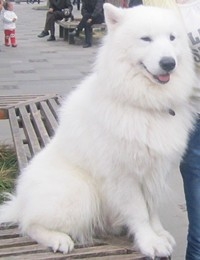 成年健康的薩摩耶犬
