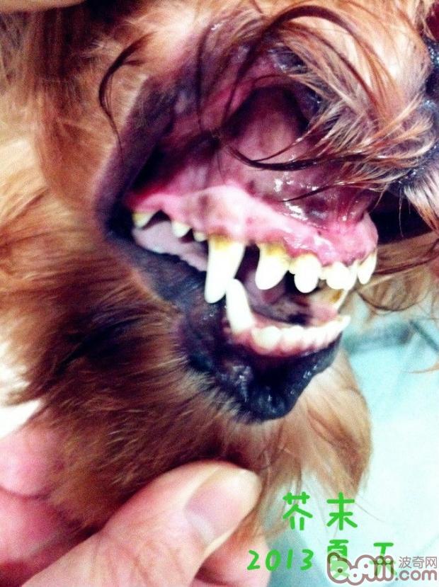 這些看似很堅硬的牙齒，其實在采食時並沒有很大用處