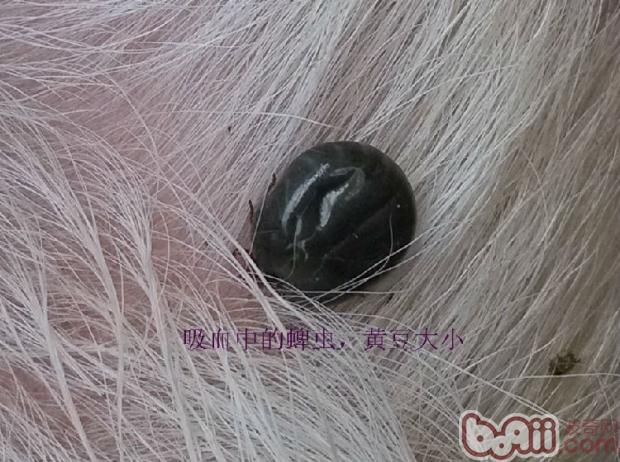 吸血中的蜱蟲