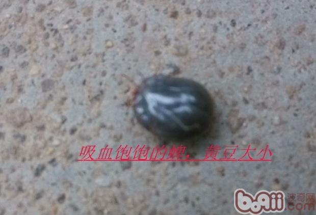吸完血的蜱蟲