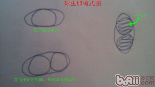 球蟲病