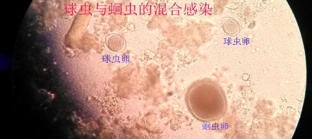 球蟲與蛔蟲的混合感染