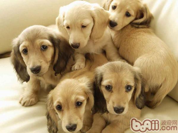 臘腸犬
