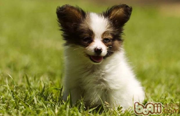 蝴蝶犬