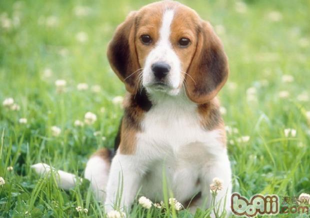 比格犬