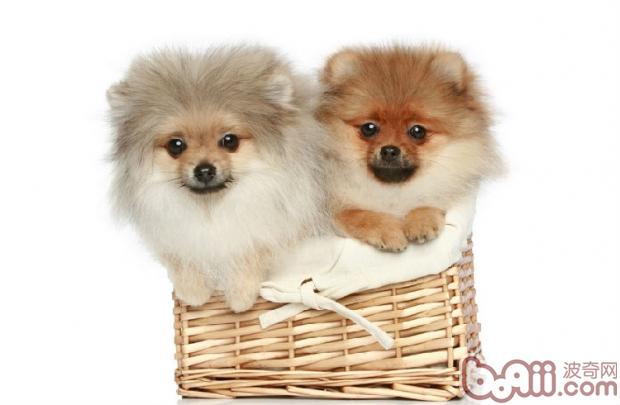 博美犬