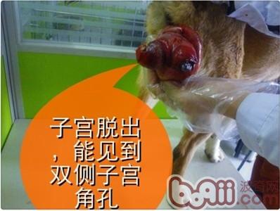 犬子宮脫出