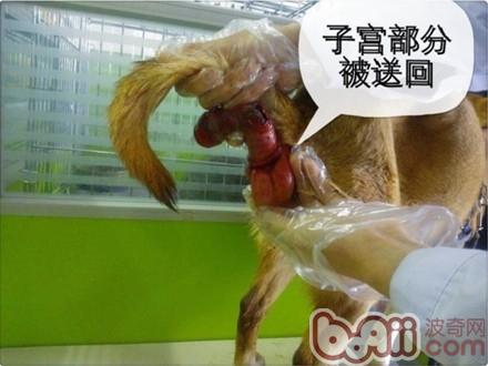 子宮部分被送回