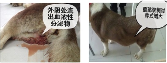 哈士奇外陰出血