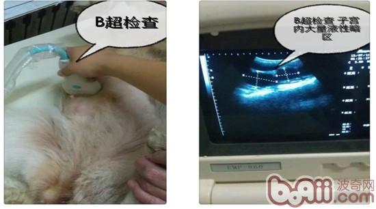 哈士奇b超檢查