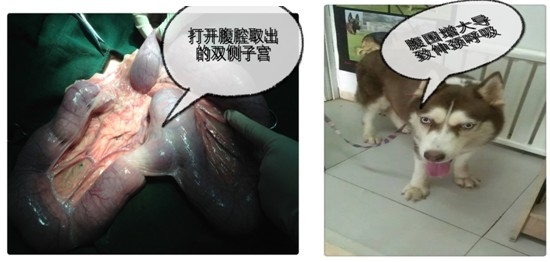 哈士奇進行手術