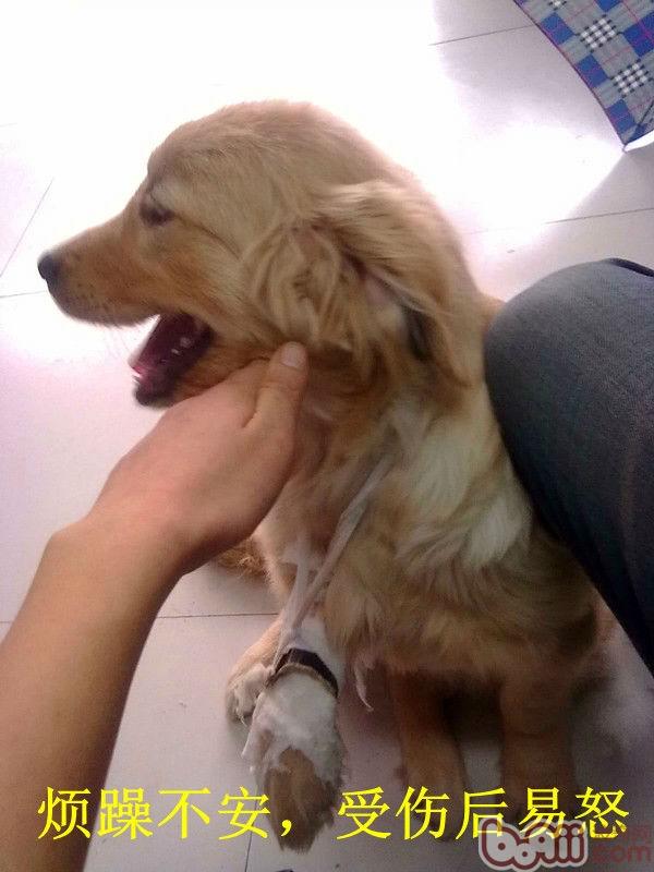 金毛犬