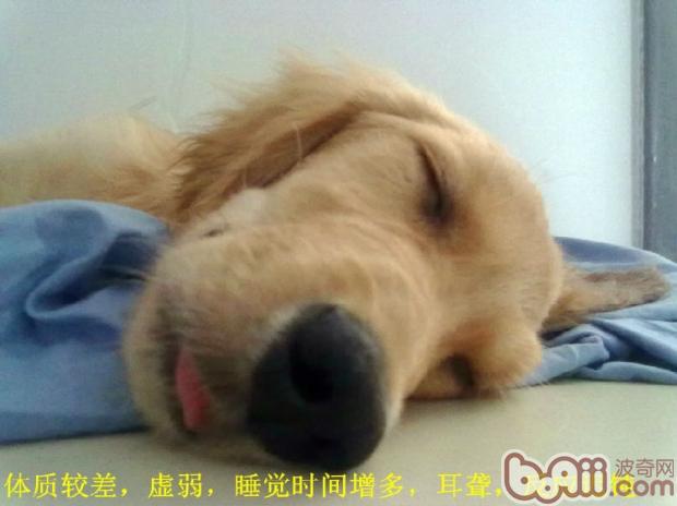 金毛犬