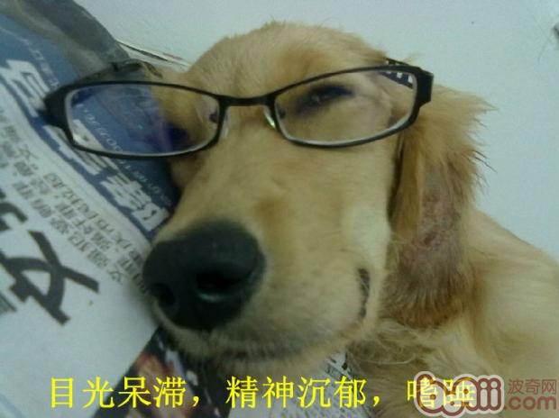 金毛犬