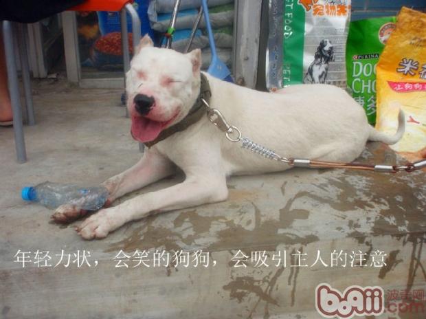 寵物犬