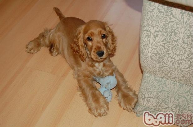 可卡犬