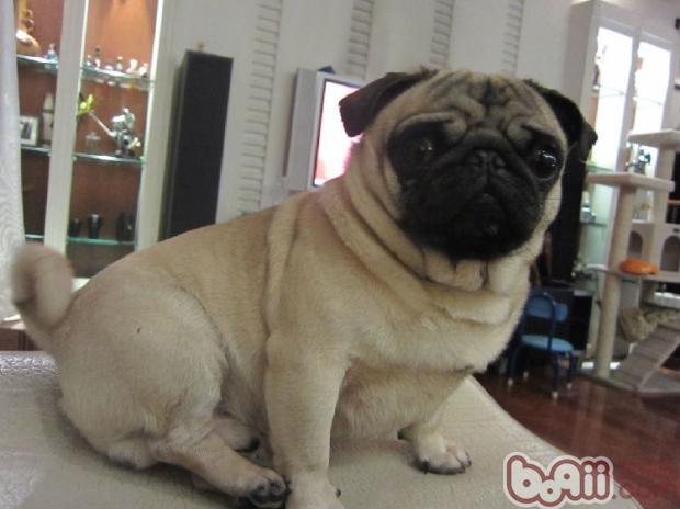 巴哥犬