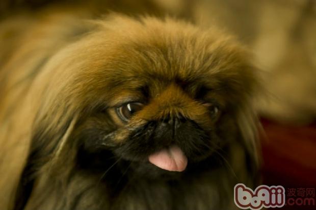京巴犬