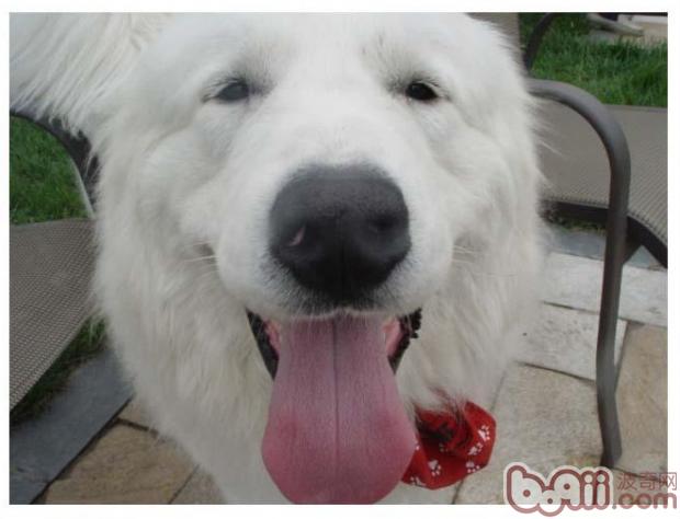 薩摩耶犬