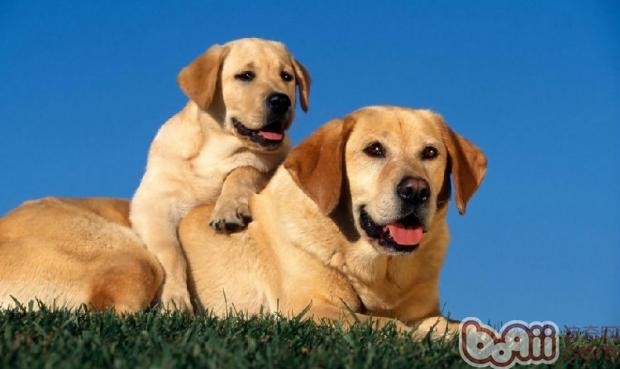 拉布拉多犬